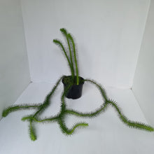 Load image into Gallery viewer, #2 Borneo Water - Tassel Fern