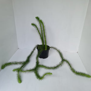 #2 Borneo Water - Tassel Fern