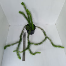 Load image into Gallery viewer, #2 Borneo Water - Tassel Fern