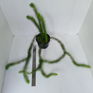 #2 Borneo Water - Tassel Fern