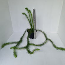 Load image into Gallery viewer, #2 Borneo Water - Tassel Fern