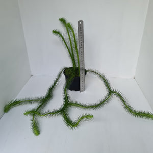 #2 Borneo Water - Tassel Fern