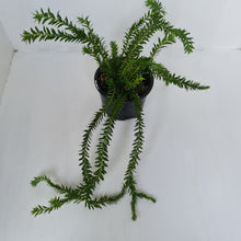 Load image into Gallery viewer, Huperzia Australia Lockerii - Tassel Fern