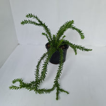 Load image into Gallery viewer, Huperzia Australia Lockerii - Tassel Fern