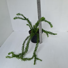 Load image into Gallery viewer, Huperzia Australia Lockerii - Tassel Fern