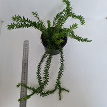 Load image into Gallery viewer, Huperzia Australia Lockerii - Tassel Fern