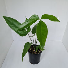 Load image into Gallery viewer, Anthurium Digitatum