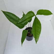 Load image into Gallery viewer, Anthurium Digitatum