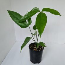 Load image into Gallery viewer, Anthurium Digitatum
