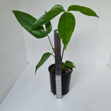 Load image into Gallery viewer, Anthurium Digitatum