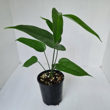 Load image into Gallery viewer, Anthurium Digitatum