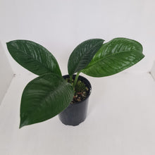 Load image into Gallery viewer, Anthurium Oxycarpum