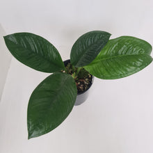Load image into Gallery viewer, Anthurium Oxycarpum