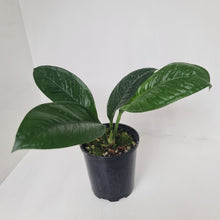 Load image into Gallery viewer, Anthurium Oxycarpum