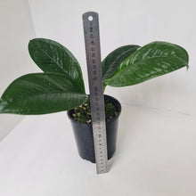 Load image into Gallery viewer, Anthurium Oxycarpum