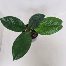 Load image into Gallery viewer, Anthurium Oxycarpum