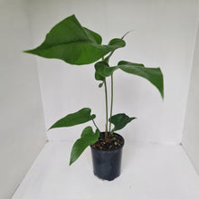 Load image into Gallery viewer, Anthurium Watermaliense