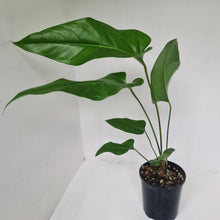 Load image into Gallery viewer, Anthurium Watermaliense