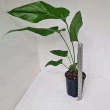 Load image into Gallery viewer, Anthurium Watermaliense