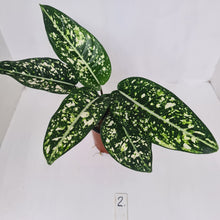 Load image into Gallery viewer, #2 Aglaonema &#39;Galaxy&#39; / &#39;Morodoklok&#39;