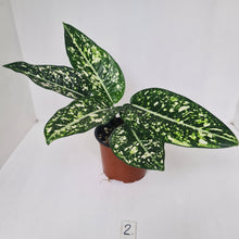 Load image into Gallery viewer, #2 Aglaonema &#39;Galaxy&#39; / &#39;Morodoklok&#39;