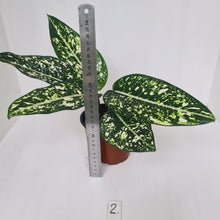 Load image into Gallery viewer, #2 Aglaonema &#39;Galaxy&#39; / &#39;Morodoklok&#39;