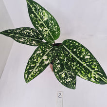 Load image into Gallery viewer, #2 Aglaonema &#39;Galaxy&#39; / &#39;Morodoklok&#39;