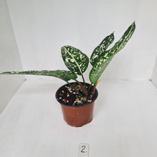 Load image into Gallery viewer, #2 Aglaonema &#39;Galaxy&#39; / &#39;Morodoklok&#39;