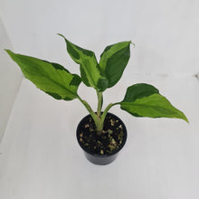 Load image into Gallery viewer, Aglaonema Modestum Medio Pictum / Shingii