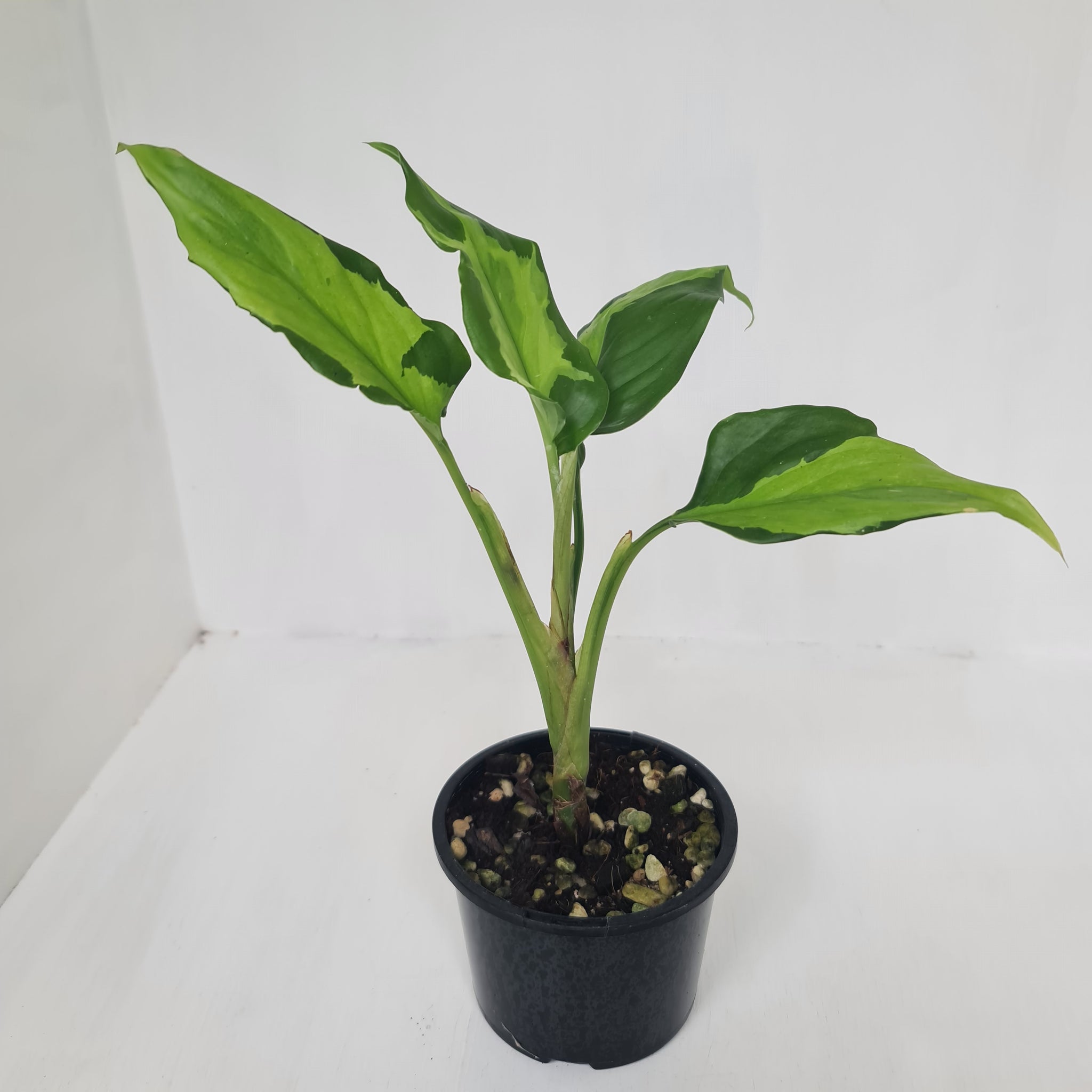 Aglaonema modestum medio pictum 2024 aka shingii [exact plant]