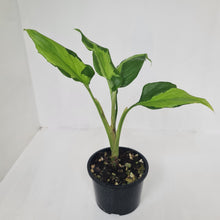 Load image into Gallery viewer, Aglaonema Modestum Medio Pictum / Shingii