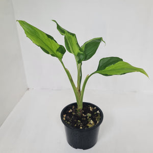 Aglaonema Modestum Medio Pictum / Shingii