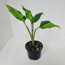 Load image into Gallery viewer, Aglaonema Modestum Medio Pictum / Shingii