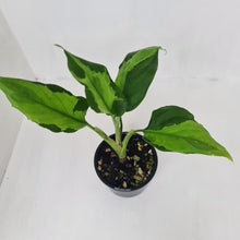 Load image into Gallery viewer, Aglaonema Modestum Medio Pictum / Shingii