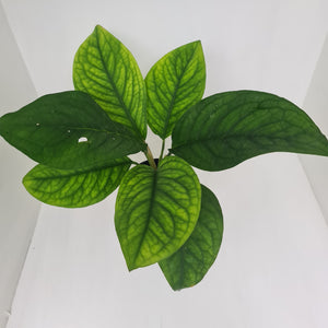 Culcasia Mannii