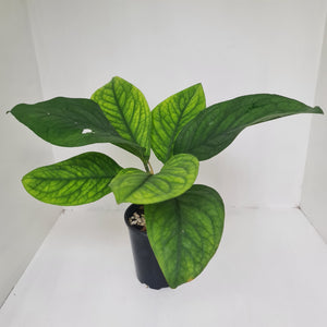 Culcasia Mannii