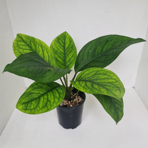 Culcasia Mannii