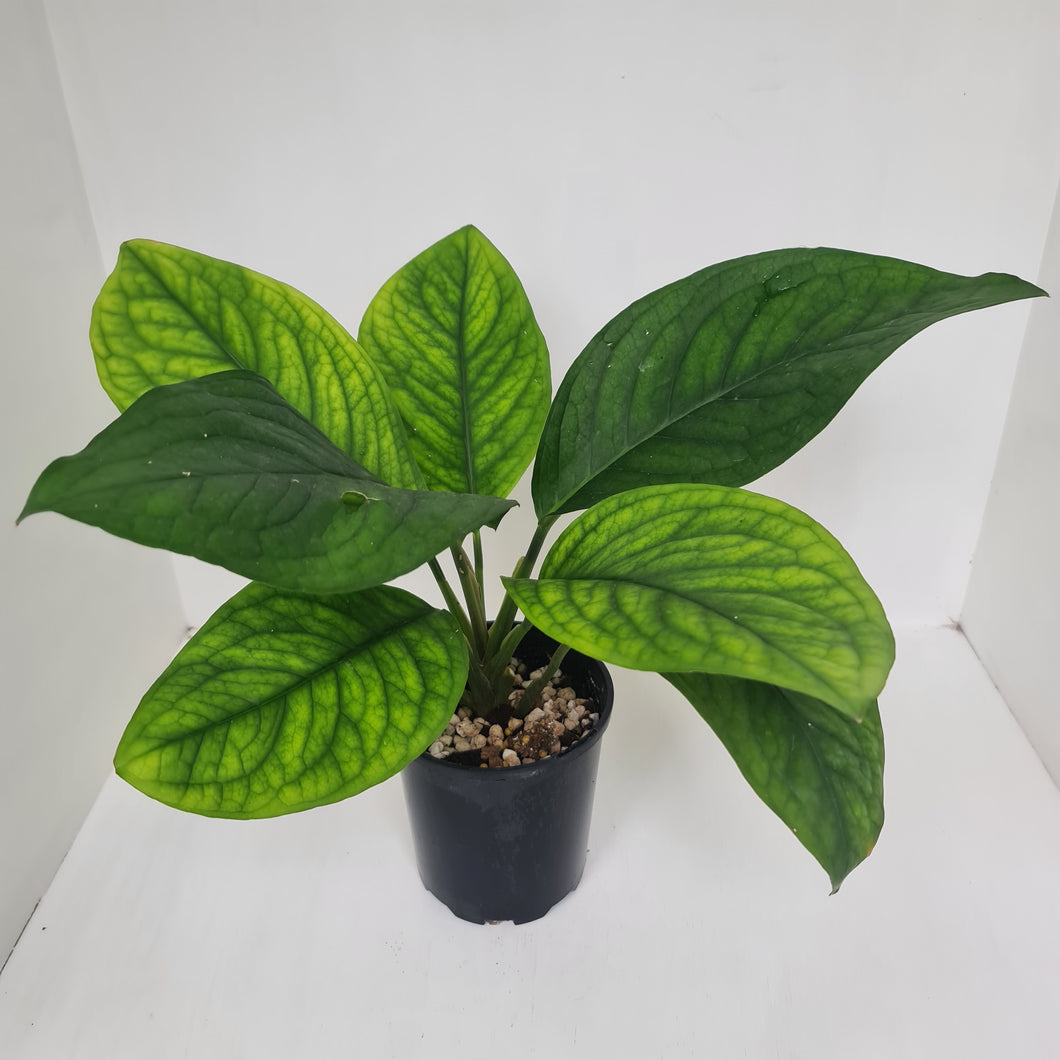 Culcasia Mannii