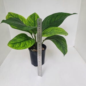 Culcasia Mannii