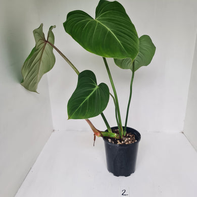 #2 Philodendron Gloriosum