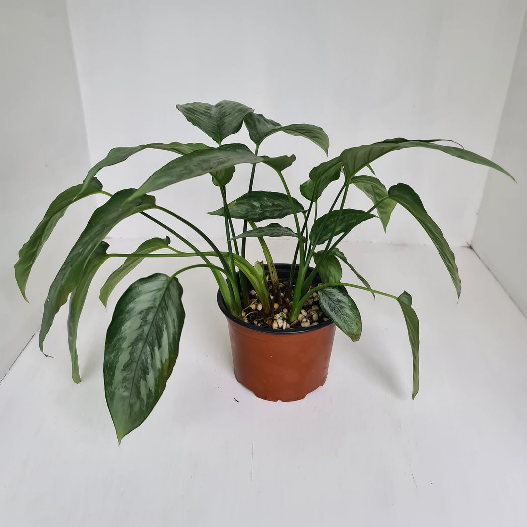 Schismatoglottis Silver