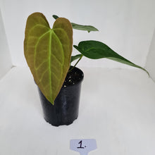Load image into Gallery viewer, #1 Anthurium &#39;Velvet Shadow&#39;