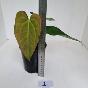 #1 Anthurium 'Velvet Shadow'