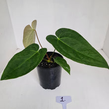 Load image into Gallery viewer, #1 Anthurium &#39;Velvet Shadow&#39;