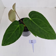 Load image into Gallery viewer, #1 Anthurium &#39;Velvet Shadow&#39;