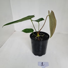 Load image into Gallery viewer, #1 Anthurium &#39;Velvet Shadow&#39;