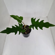 Load image into Gallery viewer, Philodendron Hendersons Delight