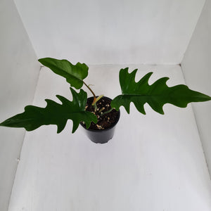 Philodendron Hendersons Delight