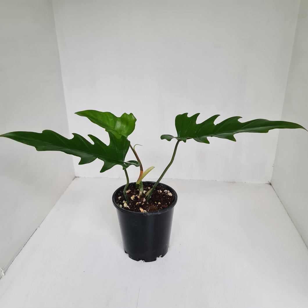 Philodendron Hendersons Delight