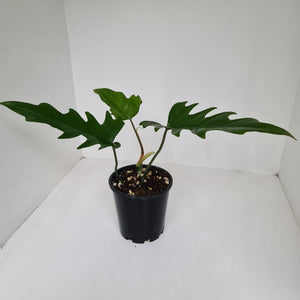 Philodendron Hendersons Delight